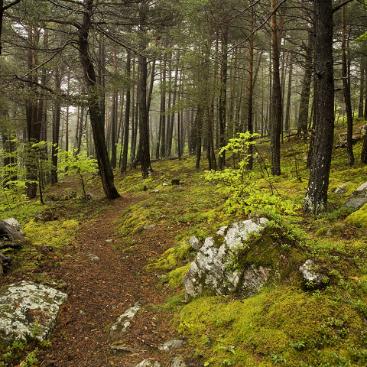 Entorno de la Abadía de Montenartró, tu refugio en los pirineos catalanes