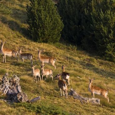 Entorno de la Abadía de Montenartró, tu refugio en los Pirineos.